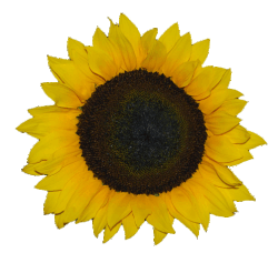 Wild Serendipity Foods Sunflower